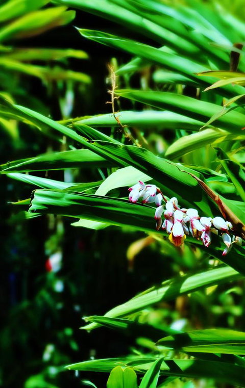 Palms City Resort - Accommodation Bookings 11