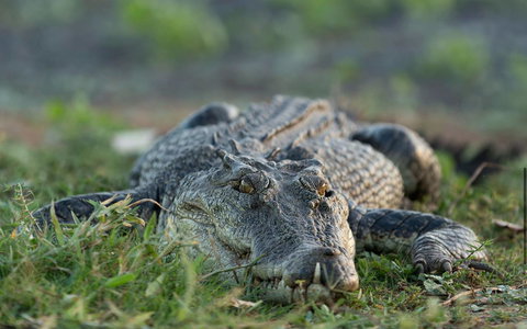 Wildman Wilderness Lodge - Accommodation Bookings 24