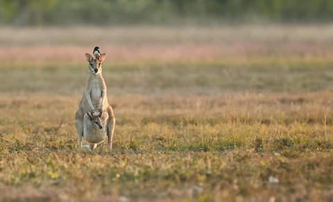 Wildman Wilderness Lodge - Accommodation Bookings 25