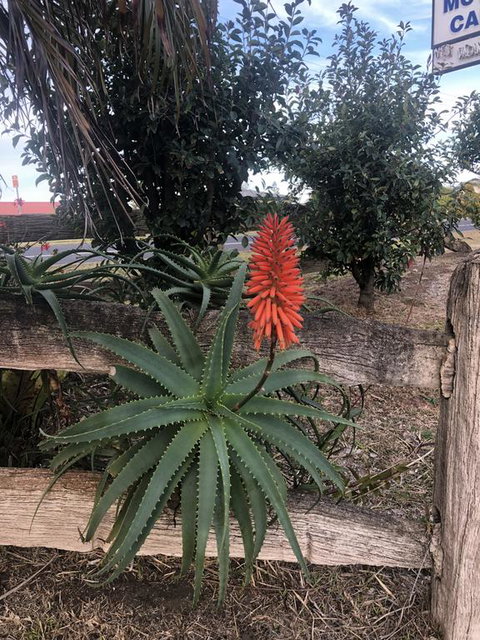 Breeze Inn - Accommodation Bookings 3