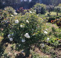 Carisbrook Country Retreat Motel - Accommodation Bookings
