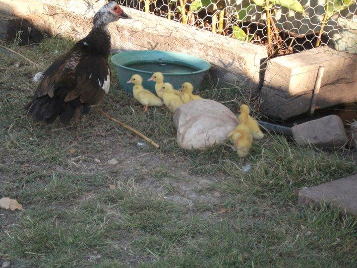Maxwelton QLD Accommodation Bookings