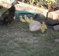 Corella Creek Country Farm Stay - Accommodation Bookings