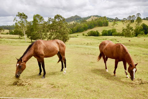 Country Breeze Farm Stay - Accommodation Bookings 1
