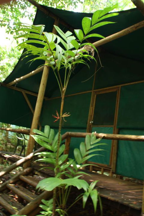 Daintree Crocodylus - Accommodation Bookings 3