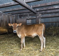 Dairyman's Cottage - Accommodation Bookings