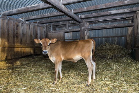 Dairyman's Cottage - Accommodation Bookings 0