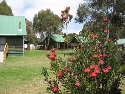 Derwent Bridge Chalets & Studios - Accommodation Bookings 1