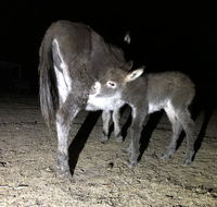 Donkey Tales Farm Cottages