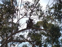 Book Haden Accommodation Vacations Accommodation Bookings Accommodation Bookings