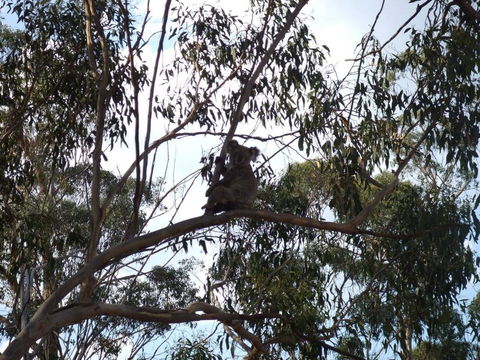 Escape To The Country - Enjoy The Firepit Or Explore Magical Bunya Mountains - Accommodation Bookings 0