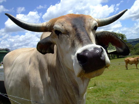 Escape To The Country - Enjoy The Firepit Or Explore Magical Bunya Mountains - Accommodation Bookings 2