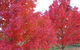 HEALESVILLE GETAWAY - thumb 0