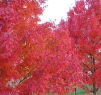 HEALESVILLE GETAWAY - Accommodation Bookings