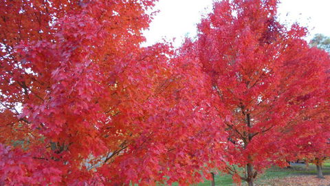 HEALESVILLE GETAWAY - Accommodation Bookings 0