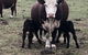Jackaleah Farm Stay - thumb 3