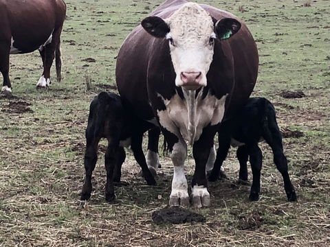 Jackaleah Farm Stay - Accommodation Bookings 3