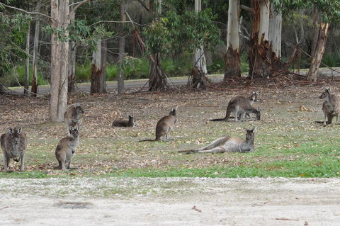 Karri Valley Chalets - Accommodation Bookings 1