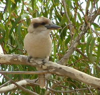 kookaburra nest - Accommodation Bookings