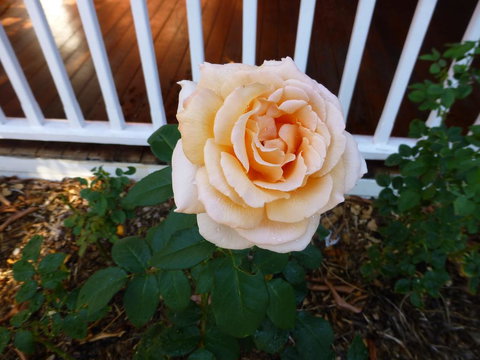 Lakeside Bed & Breakfast - Accommodation Bookings 2