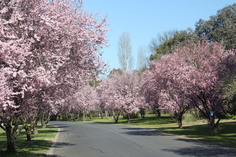 Leo's Rest Bathurst NSW - Accommodation Bookings 0