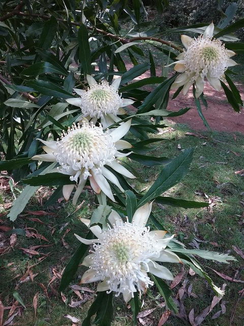 Lyrebird Gully Retreat - Accommodation Bookings 0