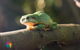 Maleny Wildlife Holiday House - thumb 2