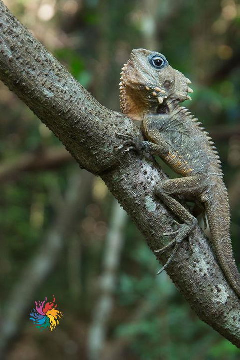 Maleny Wildlife Holiday House - Accommodation Bookings 3