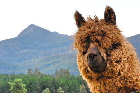 Maydena Mountain Cabins - Accommodation Bookings 0
