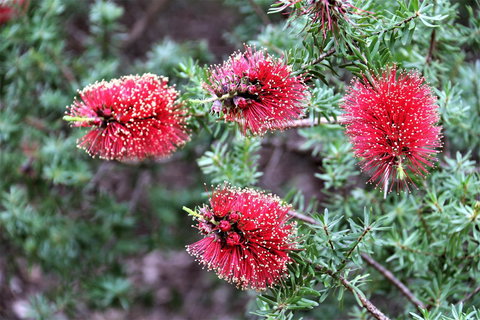 Treenbrook Cottages - Accommodation Bookings 4