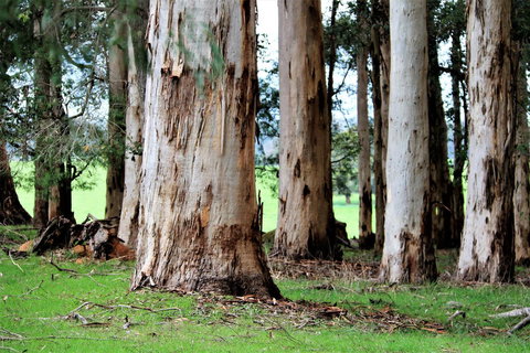 Treenbrook Cottages - Accommodation Bookings 9