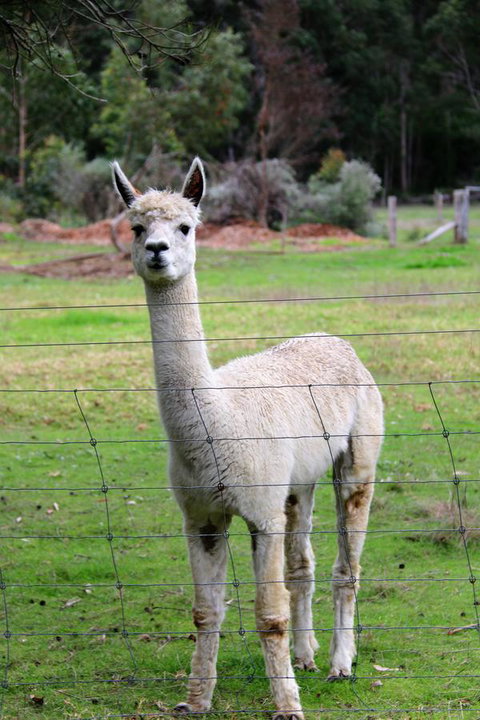 Treenbrook Cottages - Accommodation Bookings 8