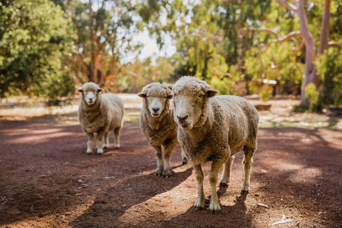 Margaret River Holiday Cottages - Accommodation Bookings 15