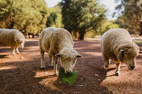 Margaret River Holiday Cottages - Accommodation Bookings 26