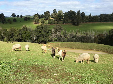 Balingup Highview Chalets - Accommodation Bookings 36