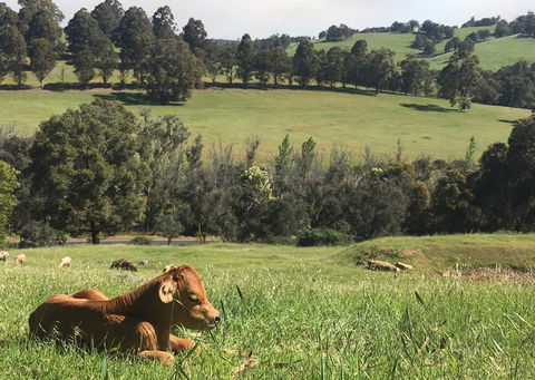Balingup Highview Chalets - Accommodation Bookings 34