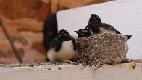 Daisy Cottage - Accommodation Bookings 27