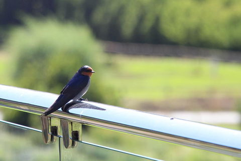 Bickley Valley Cottage - Accommodation Bookings 9