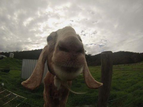 Tanen Farm - Accommodation Bookings 7