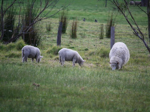 Tanen Farm - Accommodation Bookings 11