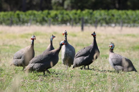 Windfall Estate Vineyard Cottage - Accommodation Bookings 27