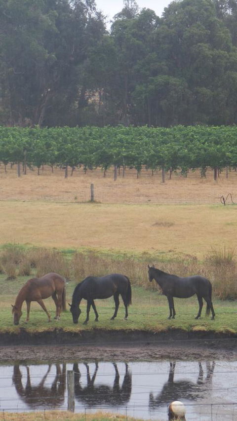 Windfall Estate Vineyard Cottage - Accommodation Bookings 26
