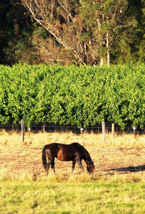 Windfall Estate Vineyard Cottage - Accommodation Bookings 18