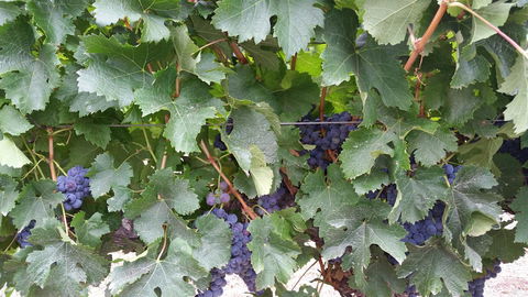 Windfall Estate Vineyard Cottage - Accommodation Bookings 29