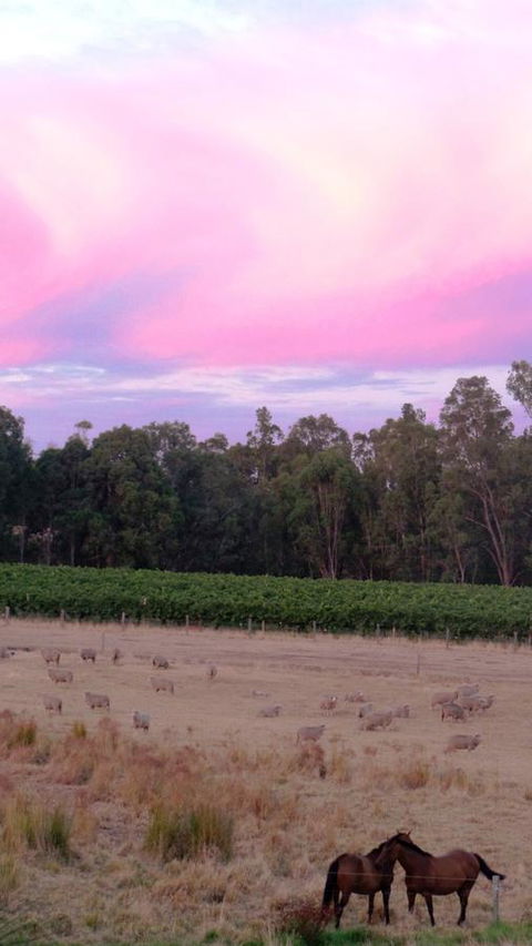 Windfall Estate Vineyard Cottage - Accommodation Bookings 25