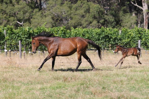 Windfall Estate Vineyard Cottage - Accommodation Bookings 17