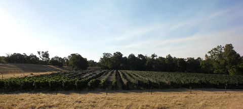 Windfall Estate Vineyard Cottage - Accommodation Bookings 28
