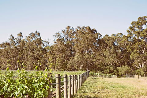Windfall Estate Vineyard Cottage - Accommodation Bookings 23
