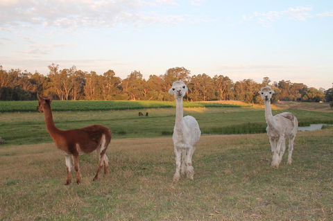 Windfall Estate Vineyard Cottage - Accommodation Bookings 21