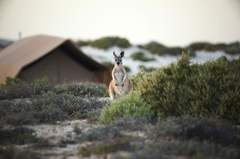 Sal Salis Ningaloo Reef - Accommodation Bookings 32